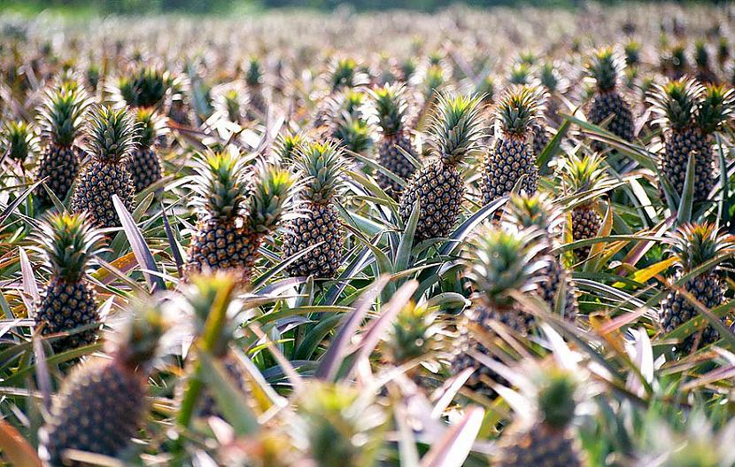 Šādi aug ananasi Autors: RestInPeaces 21 fakts, kas mainīs tavu skatījumu uz dzīvi.