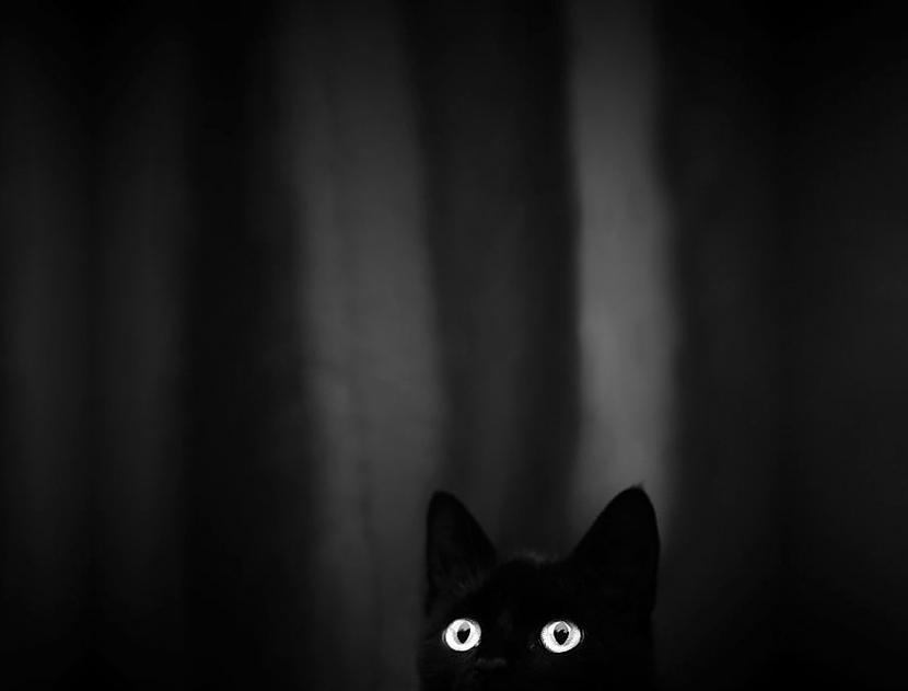  Autors: KALENS Noslēpumainās kaķu dzīves notvertas melnbaltā