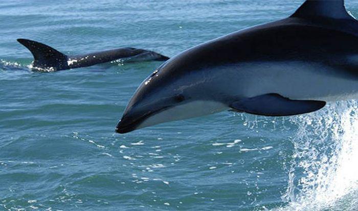 Delfīni čuč ar vienu aci... Autors: kaķūns Īsi un kodolīgi fakti par acīm