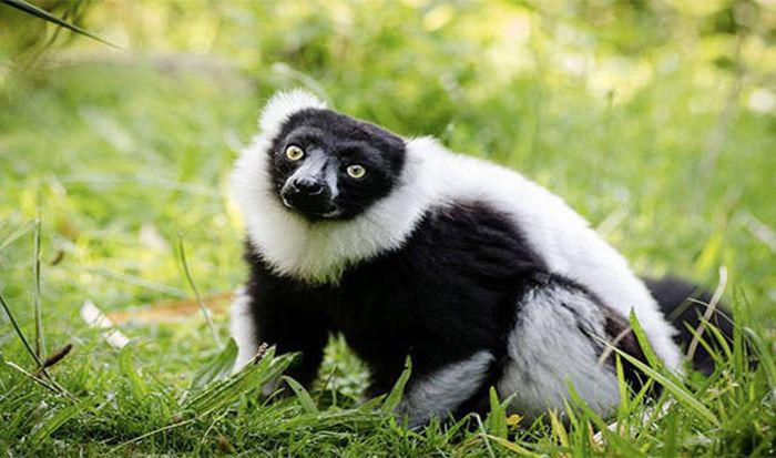 Melnie lemuri ir vienīgie... Autors: kaķūns Īsi un kodolīgi fakti par acīm