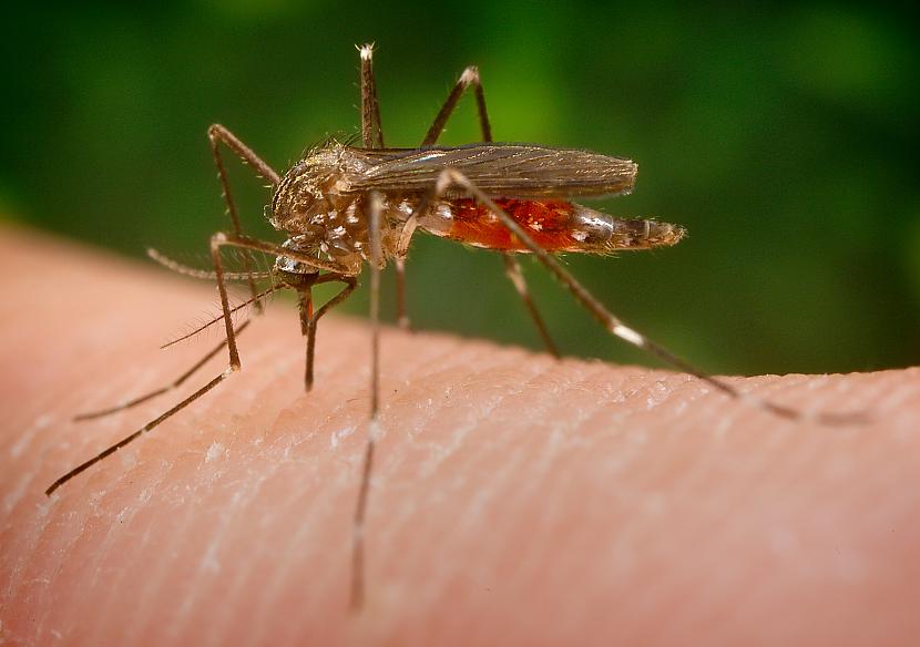 Caur vienu no adatām ods kā ar... Autors: Lords Lanselots Tu tam nespēsi noticēt - kā patiesībā kukaiņi sūc asinis?