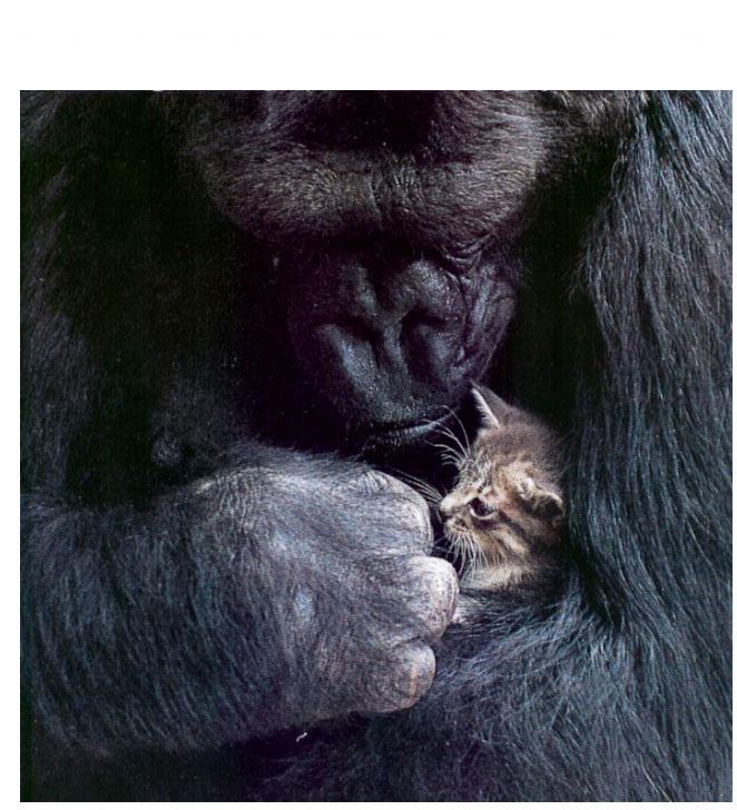 Gorilla Koko dzimscaronanas... Autors: kaķūns 60+ interesanti foto ar aprakstiņiem #4