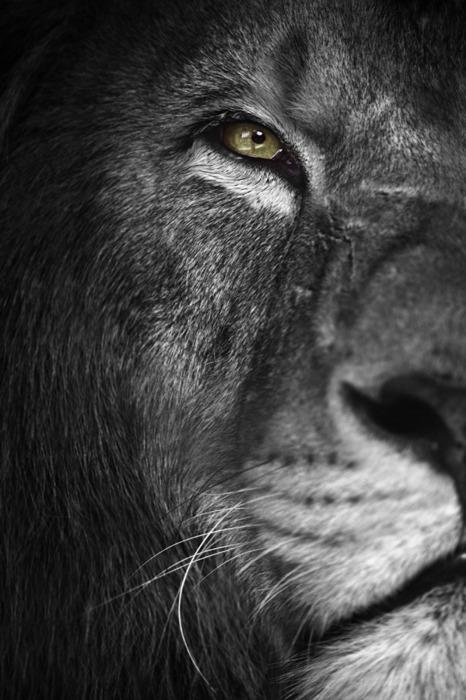 LauvasDedzīgo Lauvu... Autors: Fosilija Dzīves jēgas horoskops