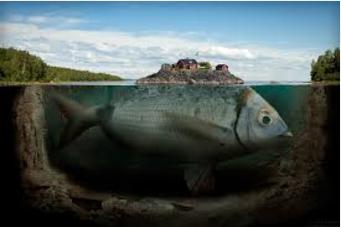 Autors: karlisuk Vienīgais laimētājs ar lielu zivi!
