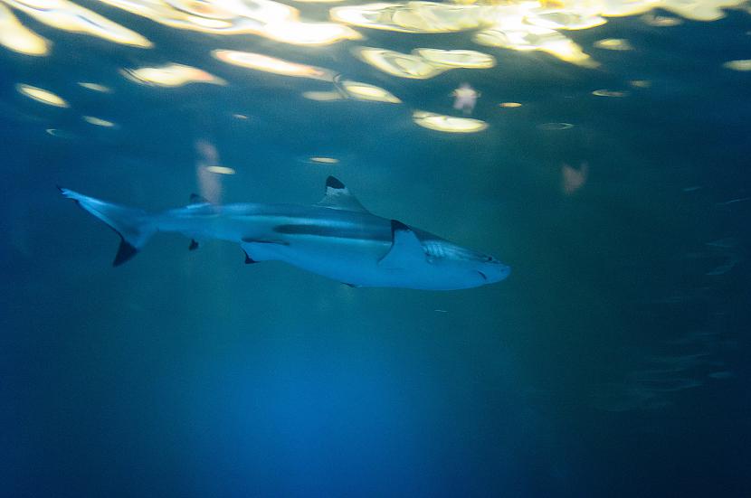 Sieviescaronu dzimtes haizivs... Autors: bananchik Random fakti par visādiem niekiem