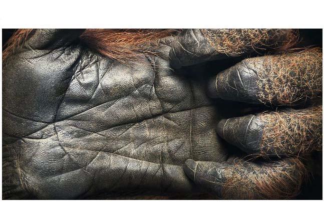 44 gadus veca orangutāna roka Autors: kaķūns 70 interesanti foto ar aprakstiņiem #6