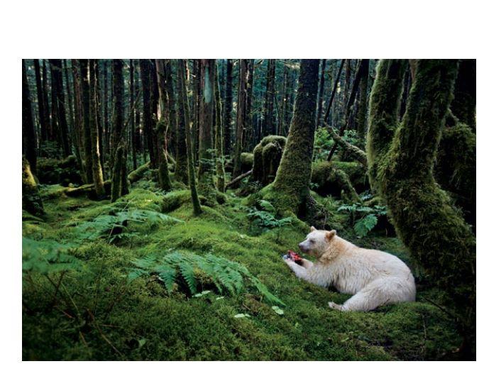 Spirit Bear ir rets melnais... Autors: kaķūns 70 interesanti foto ar aprakstiņiem #6