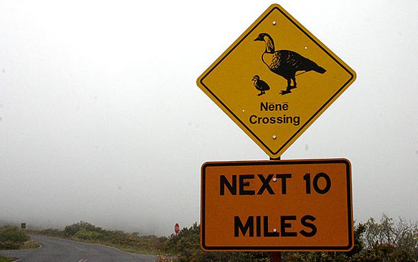 Uzmanieties no Havajas zosīm... Autors: Ciema Sensejs Par kādiem dzīvniekiem brīdina pasaules ceļa zīmes?