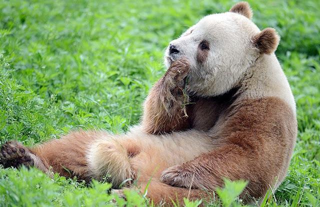 Scaronī pandiņa sver ap 100... Autors: Ciema Sensejs Pasaulē vienīgā brūnā panda, kuru māte pameta 2 mēnešu vecumā