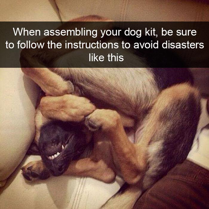 Kad mēģiniet salikt savu suni... Autors: matilde 20+ smieklīgi Snapchati par suņiem, kurus Tev ir nepieciešams redzēt
