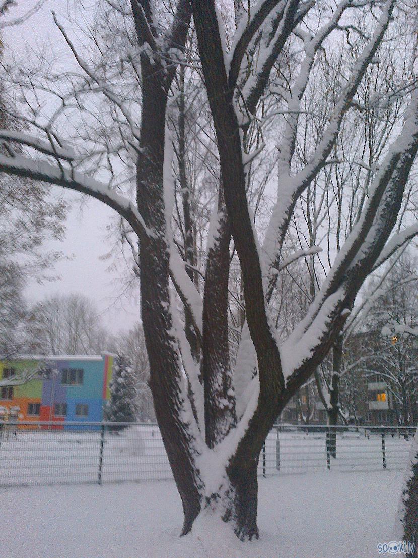 Skaisti sniegots koks no... Autors: ezkins Ziemīgi