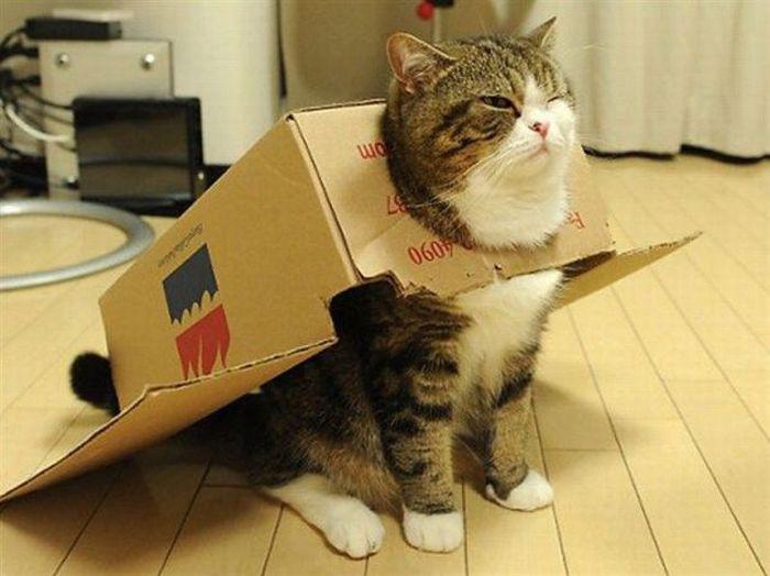 Sēžot kastē kaķi jūtas... Autors: Hmm Kāpēc kaķiem patīk kastes?