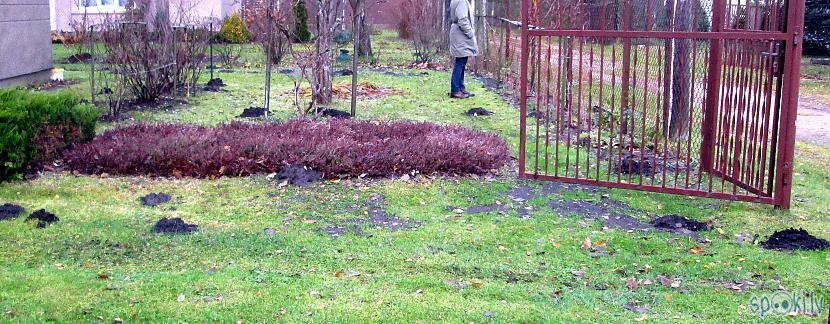 Vasarā lietavu laikā mūsu iela... Autors: rasiks Ziemas atkusnis dārzā