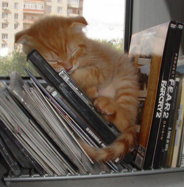 Pa sapņiem geimeris Autors: Ciema Sensejs 20+ kadri, kuri pierāda, ka kaķi var gulēt pilnīgi visur