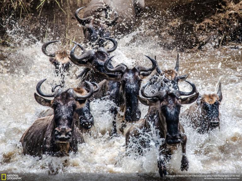 18Bifeļi Tanzānijā Autors: 100 A 50 maģiskas fotogrāfijas no National Geographic ceļojumu foto konkursa!