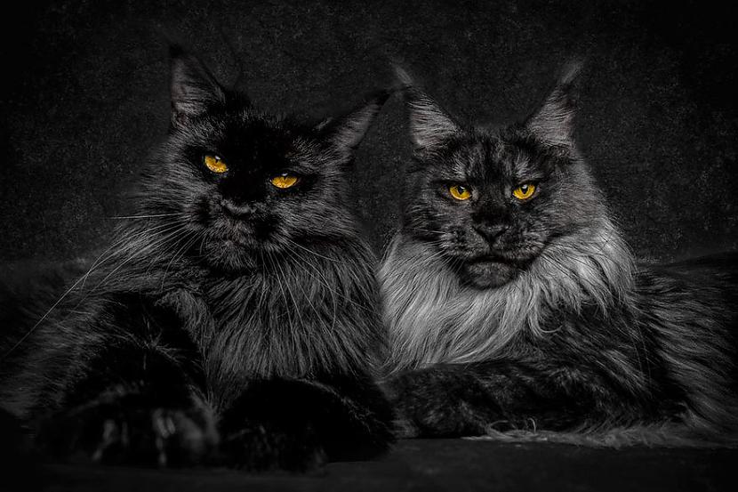  Autors: Briežu Pačuha Meinkūni - kaķu karaļi