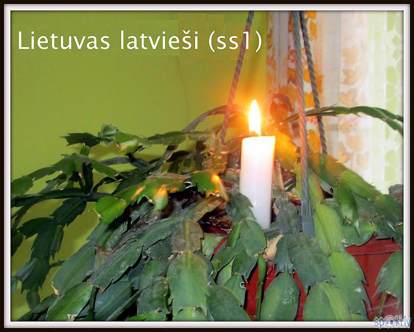  Autors: rasiks Lietuvas latvieši (ss1)