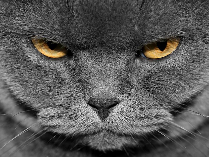 Viņscaron ir dusmīgs uz tevi... Autors: Fosilija 15 ļaunākie kaķi, kādus Tu jebkad būsi redzējis!