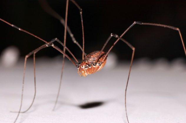 5 Tie sastopami visur... Autors: Ciema Sensejs 15 pārsteidzoši fakti par garkājainajiem zirnekļiem