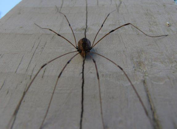 1 Izrādās ka tie tikai daļēji... Autors: Ciema Sensejs 15 pārsteidzoši fakti par garkājainajiem zirnekļiem