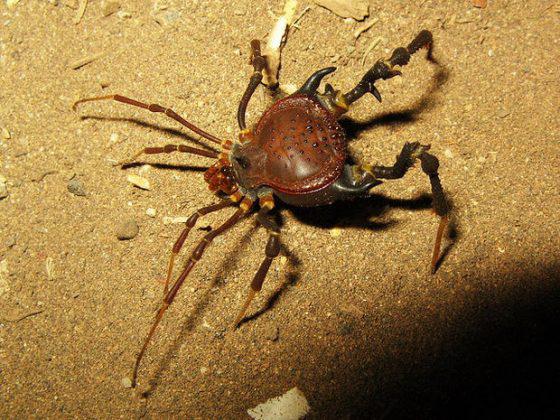 13 Zinātnieki vēl joprojām... Autors: Ciema Sensejs 15 pārsteidzoši fakti par garkājainajiem zirnekļiem
