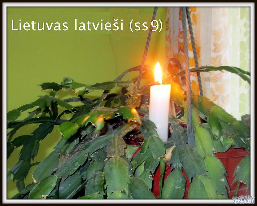  Autors: rasiks Lietuvas latvieši (ss9)