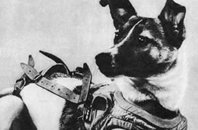 Laika bija klaidonis Pirms... Autors: Testu vecis 10 traģiski fakti par Laiku - pirmo suni kosmosā