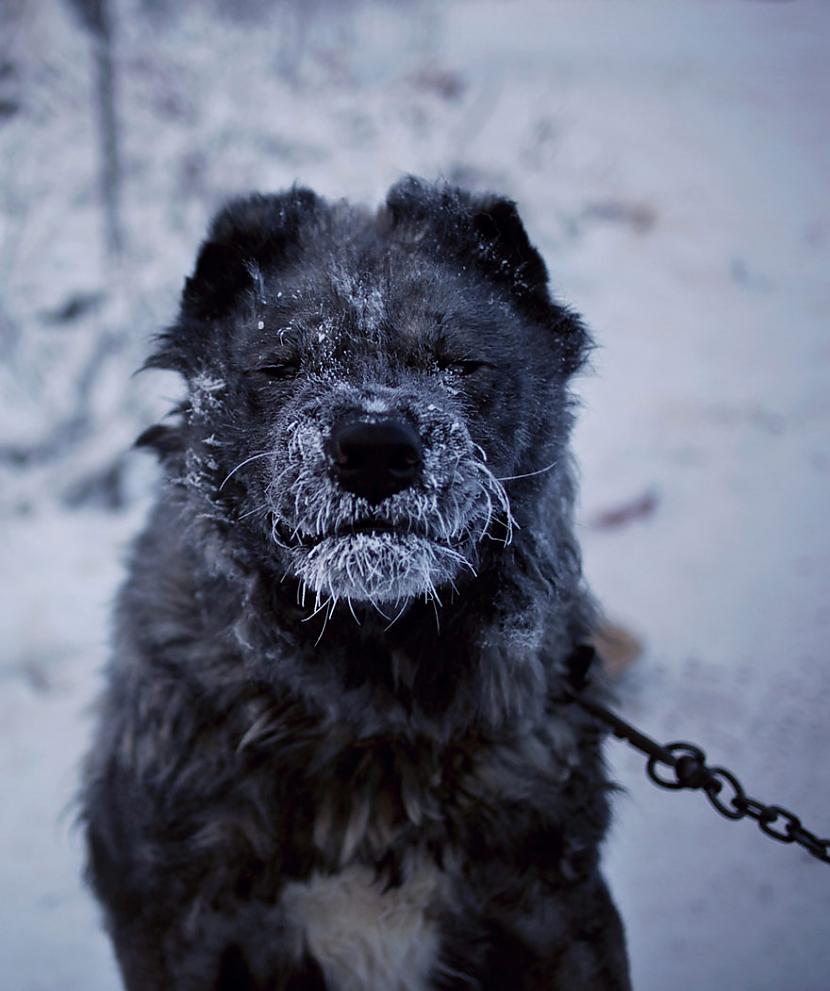 Tik apsaluscaroni suņi nav... Autors: baarnijs03 Ciemats, kur ziemā temperatūra sasniedz -71 ºC