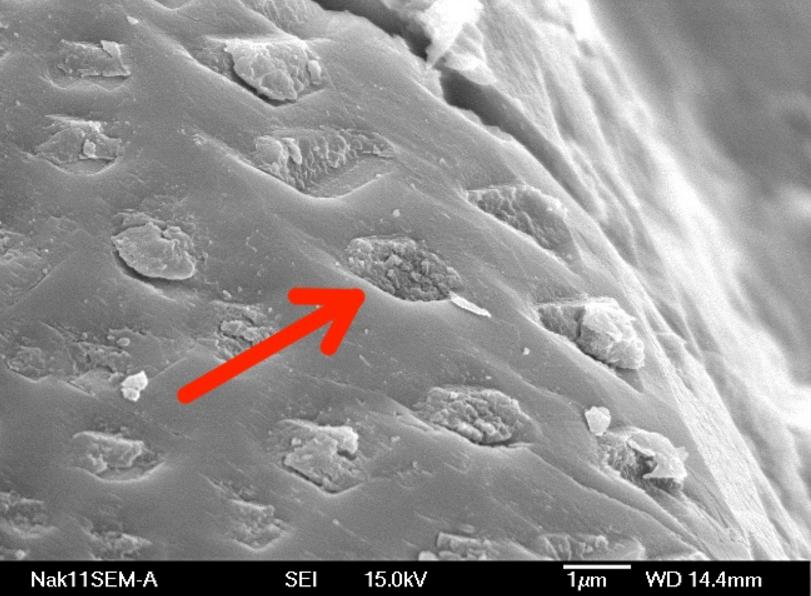 Baktērijas uz meteorītiemUz... Autors: Lestets 7 neapstrīdami pierādījumi, ka mēs neesam vieni