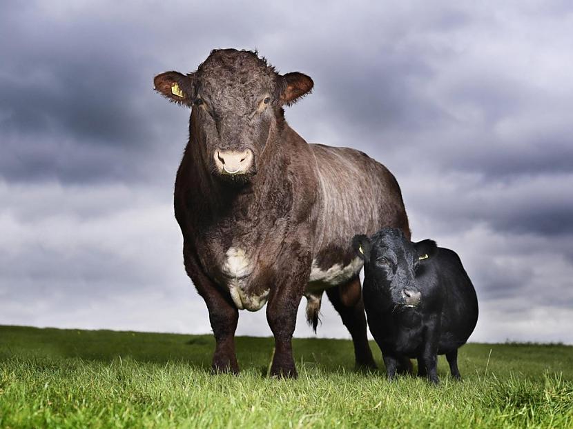 nbspPasaulē mazākā govs ir... Autors: Fosilija Dzīvnieki, kuri ir iekļuvuši Ginesa rekordu grāmatā!