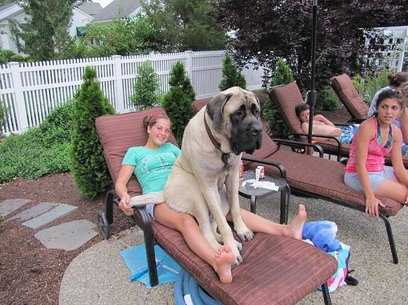 Kad Bruno relaksējas pie... Autors: Bitchere Lielākie un neparastākie suņi, neticami!