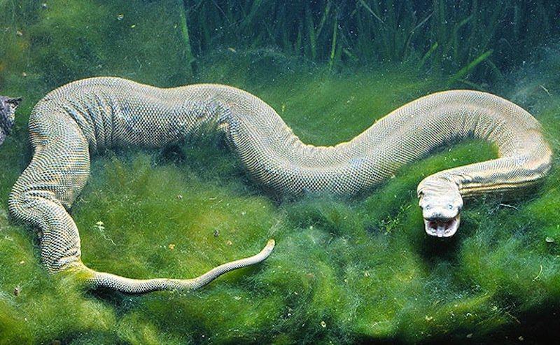 ElephantTrunk SnakeAttēlā... Autors: Fosilija Bīstamākās un dīvainākās čūskas pasaulē