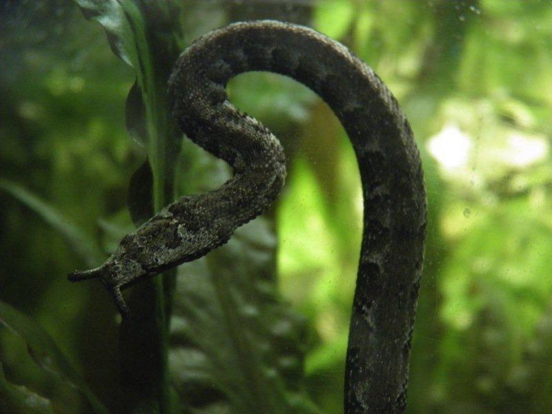Tentacle SnakeScaronīs čūskas... Autors: Fosilija Bīstamākās un dīvainākās čūskas pasaulē
