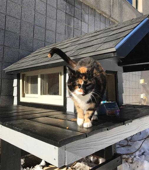  Autors: KALENS Labsirdīgi specvienības policisti uzbūvē namiņu noklīdušam kaķim!