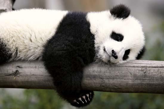 Panda ir viens no Ķīnas... Autors: MeitenīteHewwu Fakti, kurus ne visi zina.