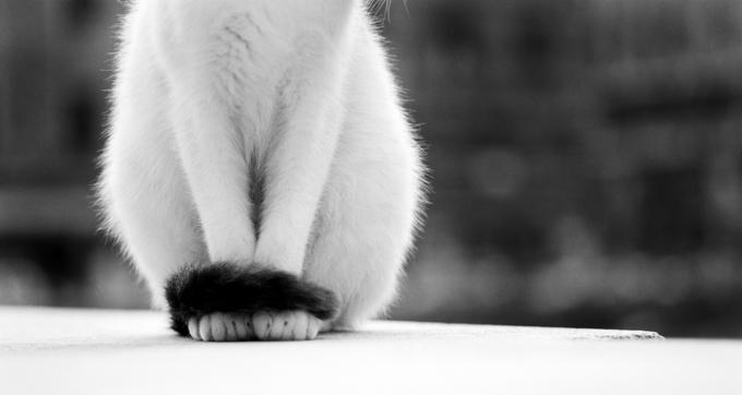 Ja kaķis ar asti berzējas gar... Autors: Elys 10 interesanti fakti par kaķūna asti
