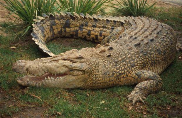 Sāļūdens krokodilsnbspScaronim... Autors: Bitchere 6 Briesmīgākie veidi, kā mirt, pateicoties dzīvniekiem