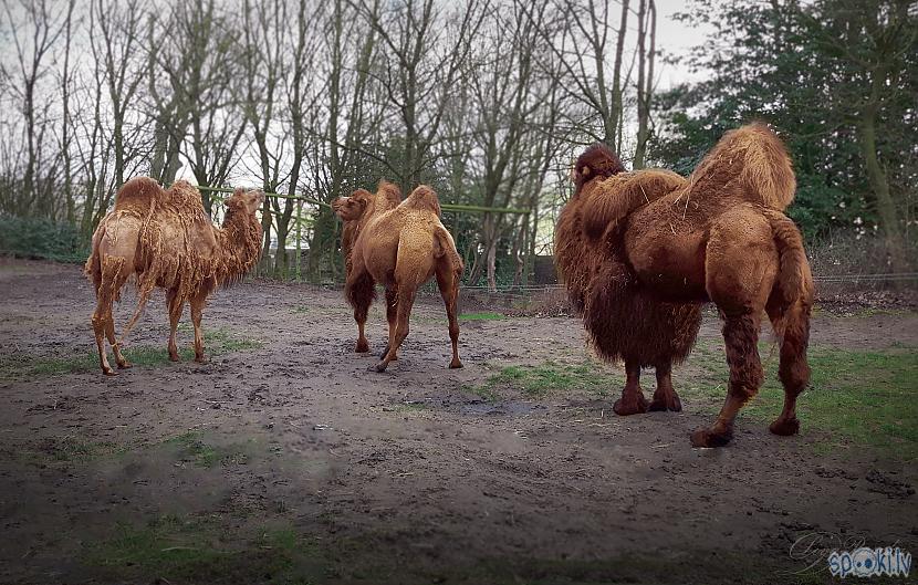 Divkupru kamielis var izdzert... Autors: The Travel Snap Unikāls zoodārzs pilsdrupās!