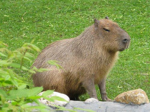 KapibaraTas ir lielākais... Autors: Helvelly Pasaules dzīvnieki (fakti)