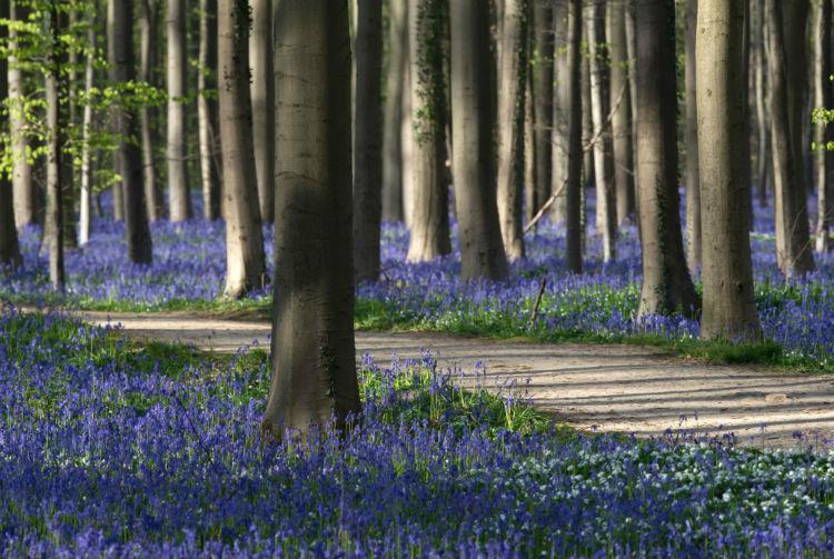 The Blue Forest... Autors: princeSS Elpu aizraujoši meži,kuri izskatās kā no pasakas.
