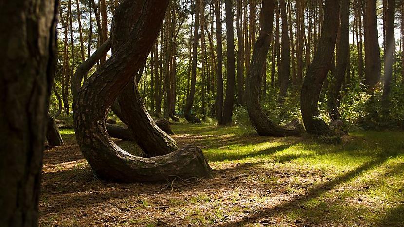 Crooked forestPolijaLai gan ir... Autors: princeSS Elpu aizraujoši meži,kuri izskatās kā no pasakas.