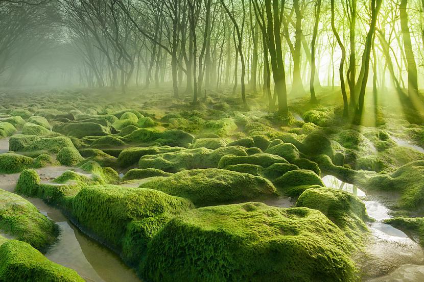 Moss Swamp RumānijaScaronis... Autors: princeSS Elpu aizraujoši meži,kuri izskatās kā no pasakas.