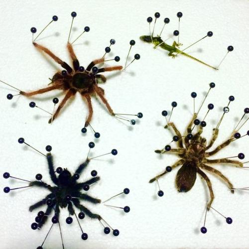 Ja dārzā zirnekļi mūk no... Autors: HELIOFOBIJA Dzīvnieki pareģo laiku!