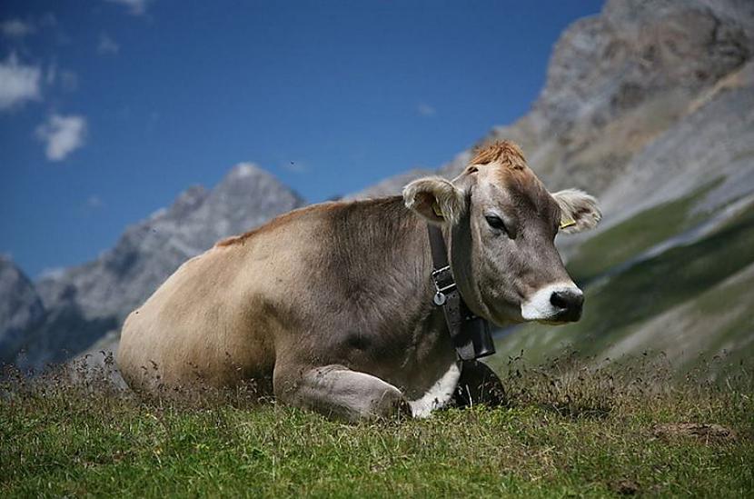 Vai govīm ir kompassGoogle... Autors: Lestets Ko zinātnieki nevar izskaidrot?