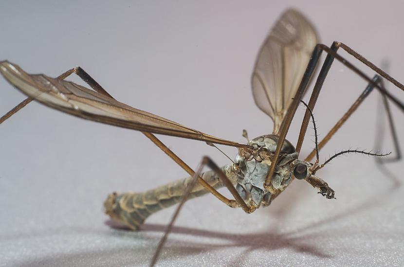 Malārijas ods Autors: Alex Vikingo Makro DIY par 3 USD