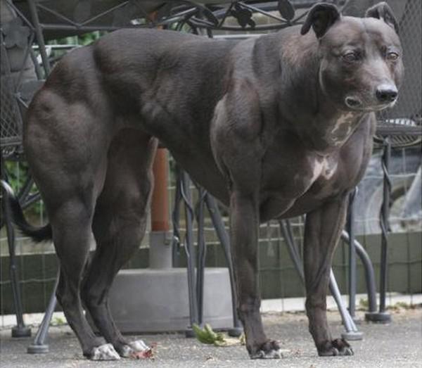 Stiprākais suns pasaulē Nav... Autors: derpers1342 Top 10 dzīvnieki, par kuriem tu nedomātu, ka tādi pastāv