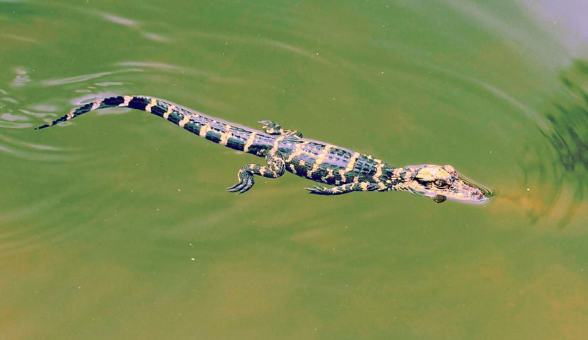  Autors: Strāvonis Londonas krokodils Rīlī