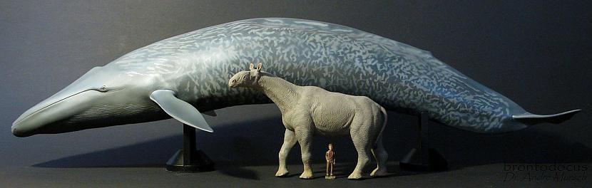 Mūsdienās fosilie atradumi dod... Autors: Fosilija Kāpēc mums nav milzīgu zīdītāju?