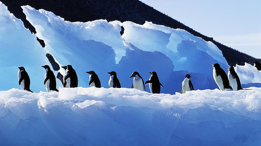 Pingvīnu mātītes mēdz... Autors: Owl Star Dažādi fakti 3