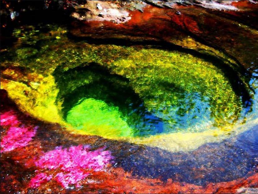Piecu krāsu upe KolumbijaGada... Autors: Lestets Neizskaidrotas anomālijas pasaulē